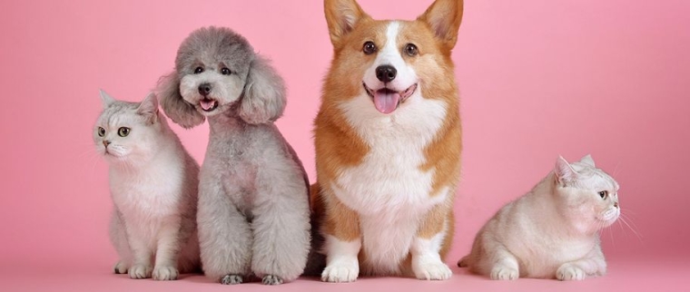 Assurance son animal de compagnie